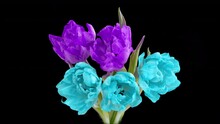 Beautiful Blue And Purple Tulip Flowers Background. Beautiful Bouquet Blue And Purple Tulips On Black Background. Springtime. Mother's Day, Holiday, Love, Birthday, Easter