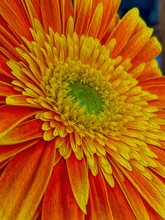 Orange And Yellow Illustration Of A Gerbena Daisy Flower