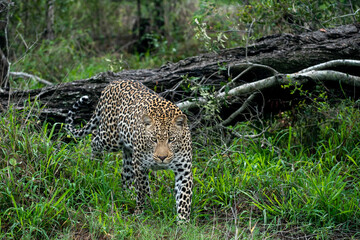 Wall Mural - African Leopard in South Africa