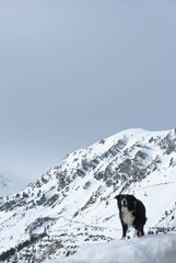 Wall Mural - Dog in the snowy mountain