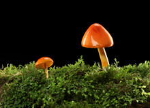 Two Orange And Yellow Mushrooms On Wet And Humid Green Mossy Forest Floor. Isolated On Black.