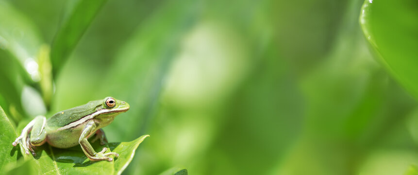 American green tree frog sitting on wet leaves in the bottom left corner of the image leaving blank copy space for text.