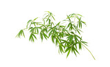 Fototapeta Sypialnia - green bamboo leaves isolated on white background