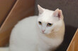 © 優子 坂野 - 白の保護猫（a cute white rescued cat）