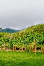 Landscape Of Banana Trees In Colombia With Mountains. Vertical Photo