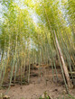 The beautiful bamboo forest in chiayi, Taiwan.