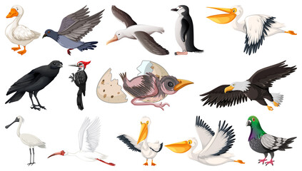 Wall Mural - Different kinds of birds collection