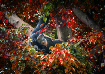 Wall Mural - Chimpanzees are resting in the trees.