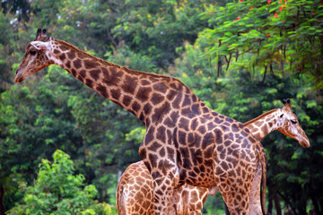 Poster - giraffe family resting in natural forest