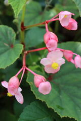 Wall Mural - Begonia evansiana grandis plant in bloom with beautiful pink and yellow flowers in the garden on summer