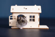 Cute brown hamster in a wooden house