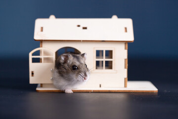 Wall Mural - Cute brown hamster in a wooden house