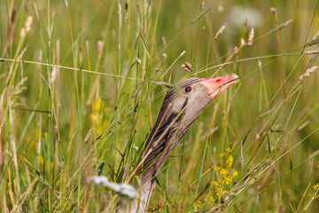 Canvas Print - Greylag goose stretches after a grass straw