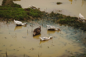 Free-range ducks foraging on the rice paddy in the rural countrysides of Bac Son, Vietnam