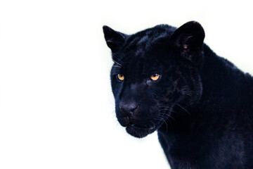 Leinwandbilder - Portrait of a black jaguar with a whitebackground