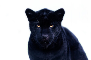 Wall Mural - Portrait of a black jaguar with a whitebackground