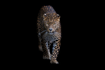 Portrait of a leopard with a black background