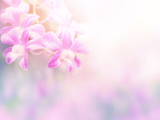 Wall Mural - Abstract floral background of purple orchid flowers with soft style.