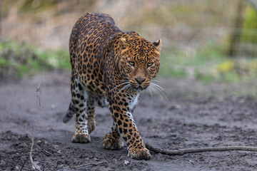 Wall Mural - portrait of a leopard in the forest