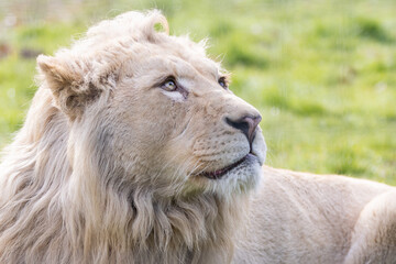 Wall Mural - portrait of a lion in the meadow