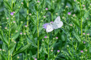 two butterflies mating in flight