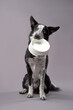 © Anna Averianova - dog holding an empty bowl. Happy Border Collie on a grey background in studio. feeding pet