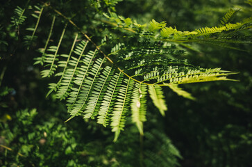 Green tree foliage