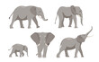 Set of elephants in different angles and emotions in a cartoon style. Vector illustration of herbivorous African animals isolated on white background.