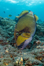 Titan Triggerfish - Balistoides Viridescens, Taking Care Of Its Nest. Underwater World Of Tulamben, Bali, Indonesia.