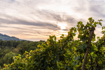 Poster - German vines on the edge of the Swabian Alb in sunset