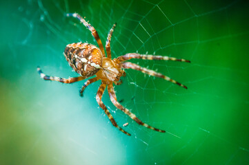 Macro shot of Araneus spider on his web