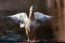 Closeup Shot Of The Female Mallard Duck Swiping Wings In The Pond Against A Blurred Background