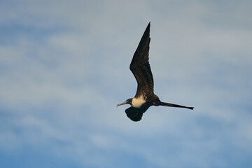 Scenic view of a Frigatebird flying in the sky