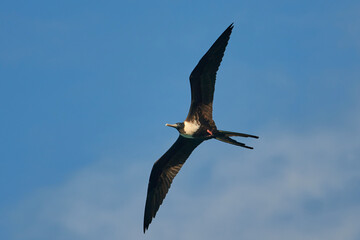 Scenic view of a Frigatebird flying in the sky