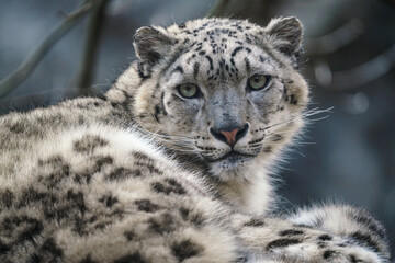 Wall Mural - portrait of a snow leopard, panthera uncia