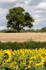 Canvas Print - Field of sunflowers in the heart of the Buckinghamshire countryside.