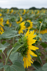 Sticker - Field of sunflowers in the heart of the Buckinghamshire countryside.