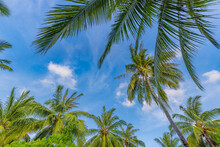 Green Palm Tree Against Blue Sky And White Clouds. Bottom View Of Palm Trees Tropical Forest At Blue Sky Background, Tropical Nature Pattern. Relax Natural View