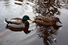 Male And Female Ducks Swimming In The Pond At Stanley Park, Vancouver,Canada