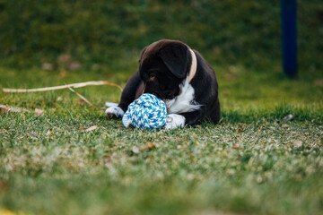 Sticker - Sweet dark mixed-breed Labrador retriever and Australian shepherd puppy with clew on a green meadow