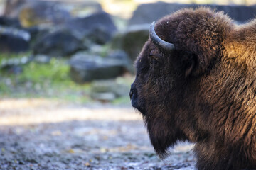 Wall Mural - Bison outdoors on a blurred background