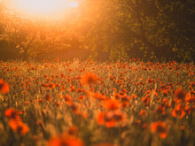 Delicate Red Poppy Flowers In A Dense Field Illuminated By Golden Sunlight In Germany