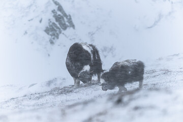 Canvas Print - Muskox are native to Alaska but were extirpated by the 1920s.