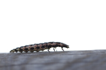 Close-up shot of a Woodlouse on a wooden surface.