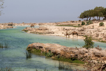 Wall Mural - Camels at the beach in Salalah, Oman