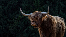 Funny Animals Background - Scottish Highland Cow, Cow On Field In The Beautiful Black Forest.