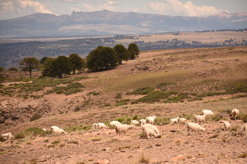 Canvas Print - Closeup of white sheep grazing in a field in the countryside