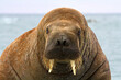 Closeup of a walrus staring straight into the camera