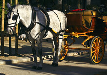 Old Horse Drawn Carriage In A Park
