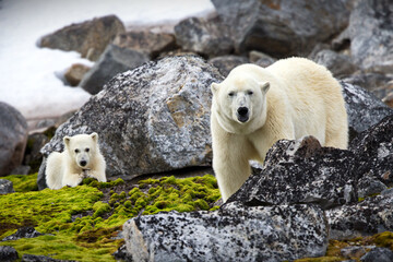 polar bear and its young on a rocky landscape in svalbard, norway